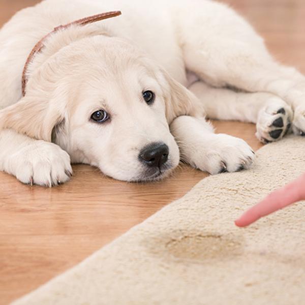 Unbedenklich für Hunde und Katzen